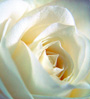 white rose