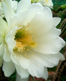 cactus white