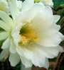 cactus flower