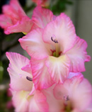 gladiola