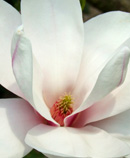magnolia