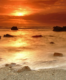 ocean gold