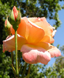 coral rose