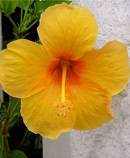 hibiscus