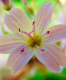 blossom