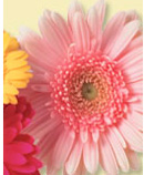 daisies