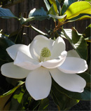 Magnolia