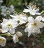 white blossoms