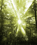 trees and sun 