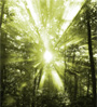 sun and trees