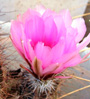 cactus flower