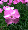 pink flower