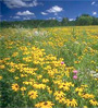 Prairie