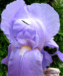 iris