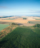 fields