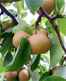 pear tree