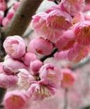 blossom