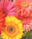 daisies