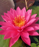 Lotus