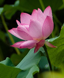 lotus