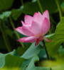 lotus