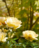 roses