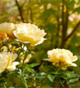 roses
