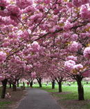 trees