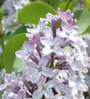 lilac