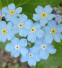 forget me nots