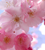 blossoms
