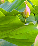 lotus bud