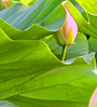 lotus bud