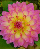 dahlia