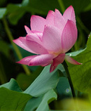 lotus