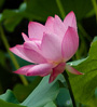 lotus