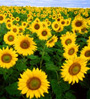 sunflowers