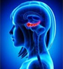 brain