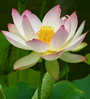 lotus