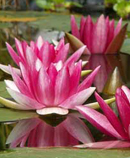 lotus
