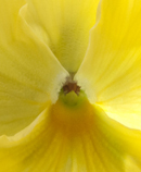 pansy