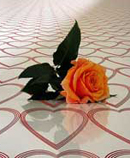 rose