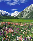 Meadow