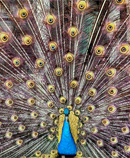 peacock