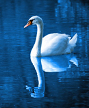 swan