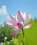 lotus