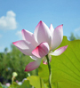 lotus