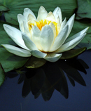 lily