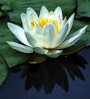 lily