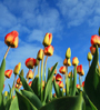 tulips